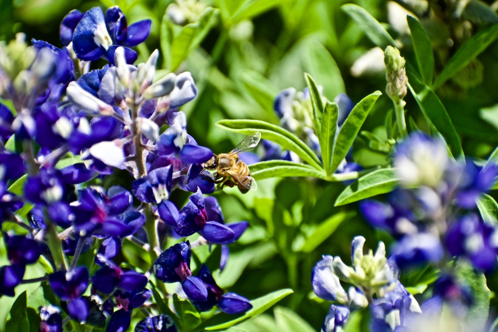 “New camera begins with Texas Bluebonnets.”