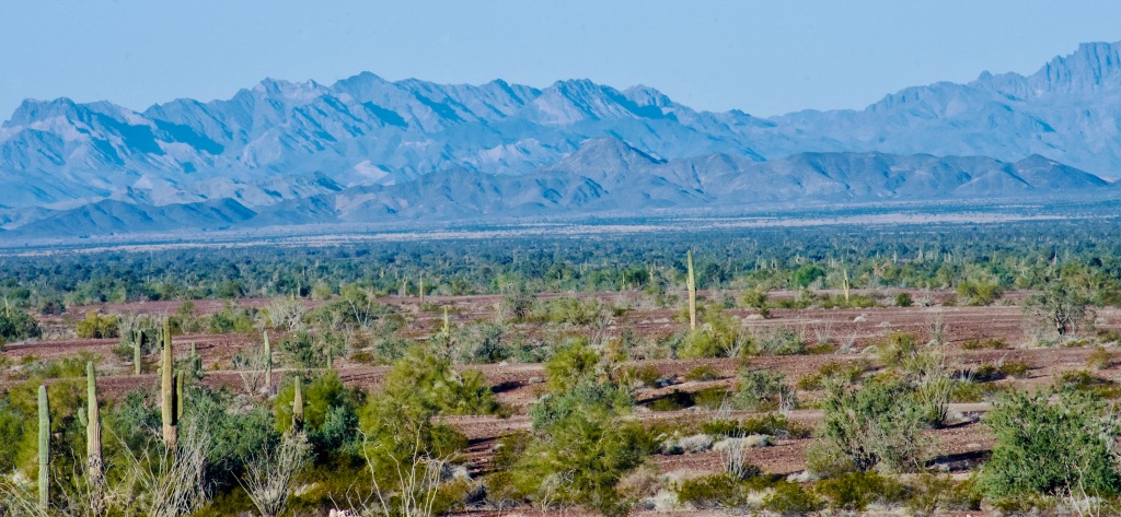 Desert Image captured by the author January 2023 Quartzsite, AZ.