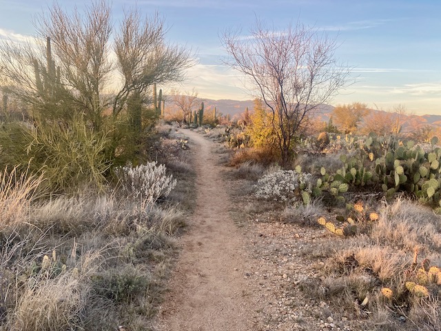 Desert Trail Saguaro NP